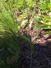 Calochortus apiculatus