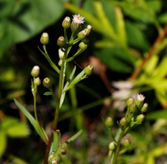 Erigeron acris kamtschaticus