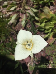 Calochortus apiculatus