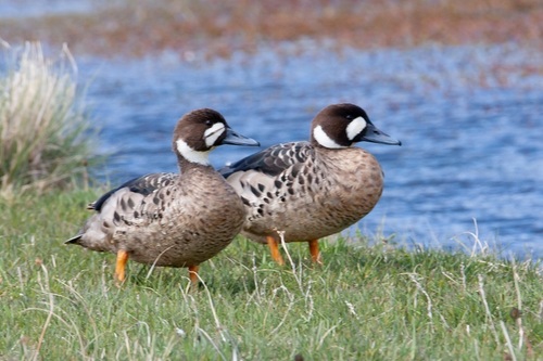 Spectacled Duck