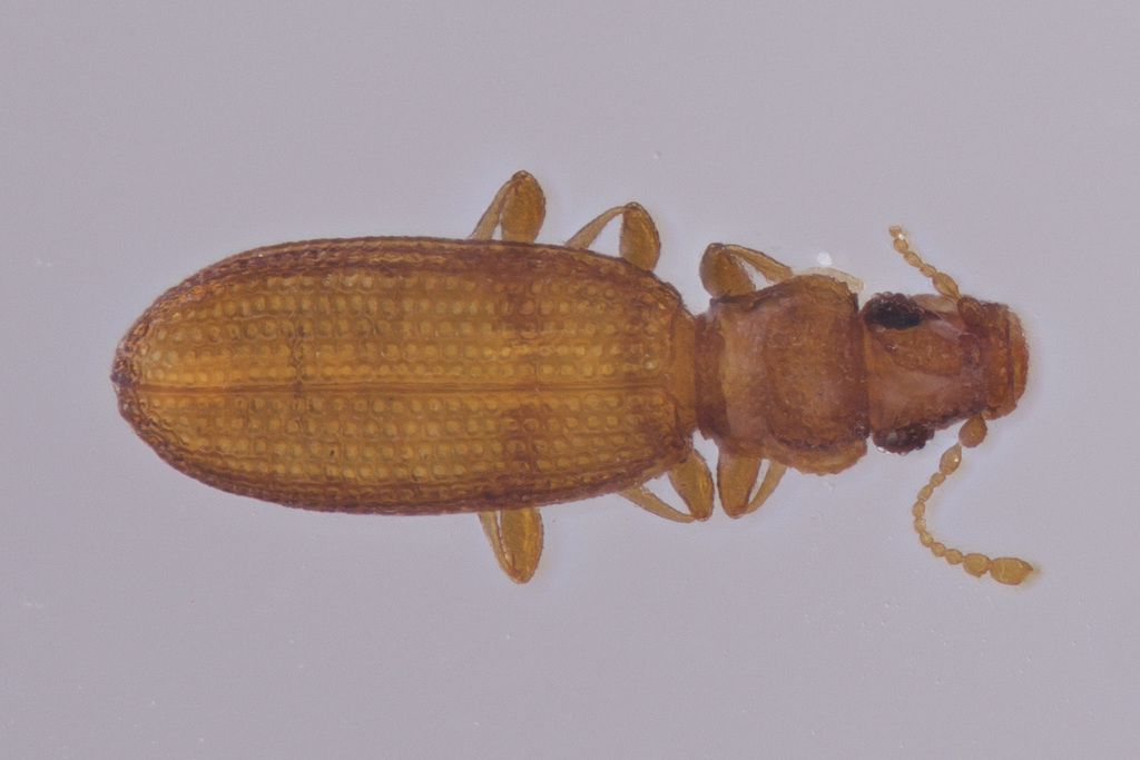Dienerella