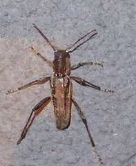 Xylotrechus sagittatus