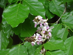 Millettia pinnata