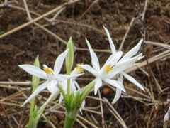Pancratium parvum