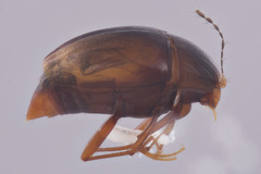 Scaphidiinae