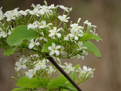 Holarrhena pubescens