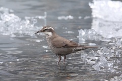 Cinclodes patagonicus patagonicus