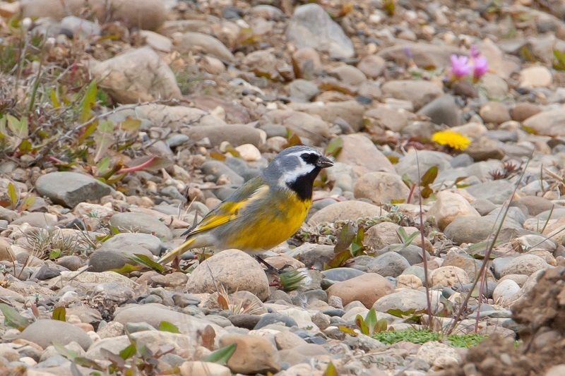 White-bridled Finch