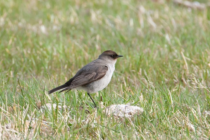 Dark-faced Ground-Tyrant (mentalis)