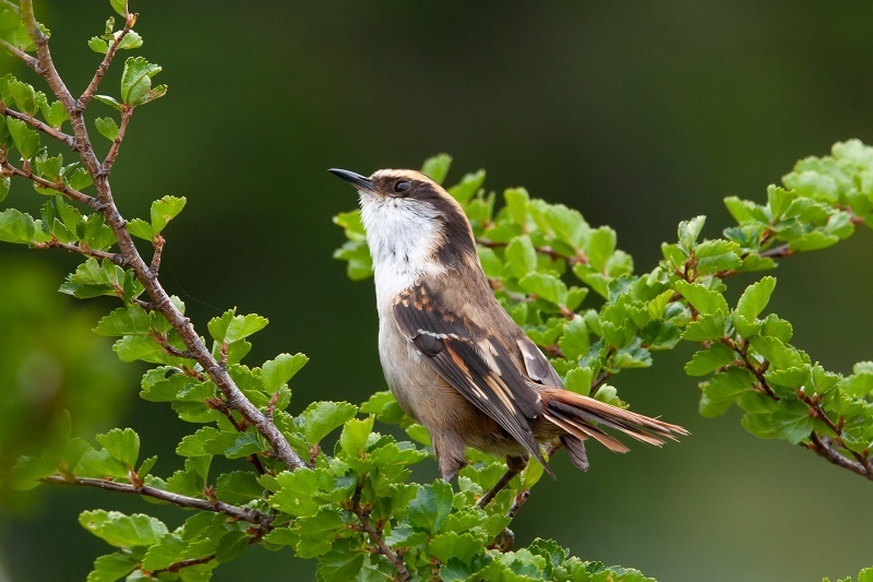 Aphrastura spinicauda spinicauda