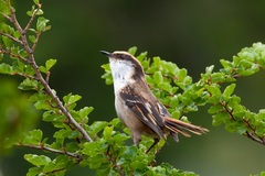 Aphrastura spinicauda spinicauda