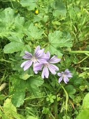 Malva sylvestris