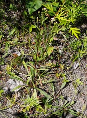 Erigeron acris kamtschaticus