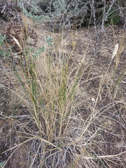 Poa douglasii