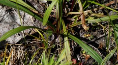 Erigeron acris kamtschaticus
