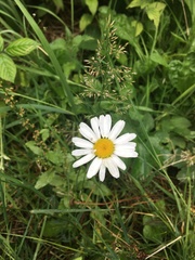 Leucanthemum vulgare