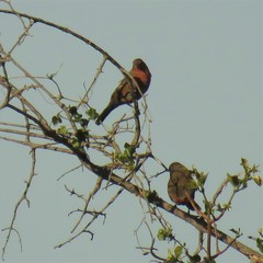 Lagonosticta rubricata