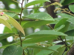 Bridelia retusa