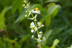 Sagittaria brevirostra
