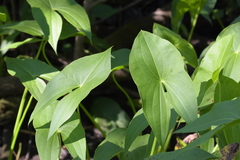 Sagittaria brevirostra
