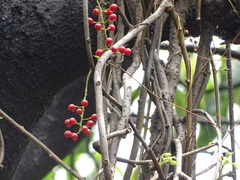 Tinospora sinensis