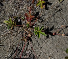 Potentilla stolonifera