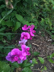 Lathyrus latifolius