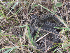 Vipera renardi
