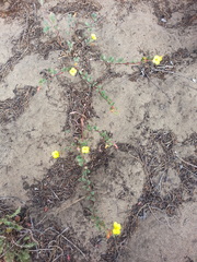 Camissoniopsis cheiranthifolia cheiranthifolia