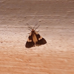 Poliodule melanotricha