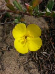 Camissoniopsis cheiranthifolia cheiranthifolia