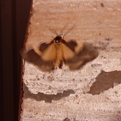 Poliodule melanotricha