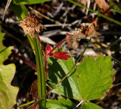 Potentilla stolonifera