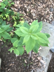 Lysimachia quadrifolia