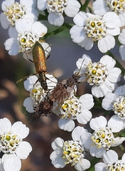 Nithecus jacobaeae