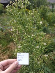 Erigeron canadensis