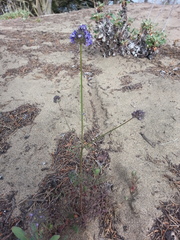 Gilia capitata chamissonis