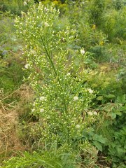 Erigeron canadensis