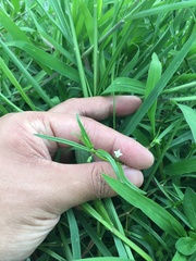 Scleromitrion diffusum