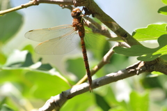 Aeshna umbrosa umbrosa