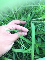 Scleromitrion diffusum