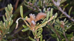 Orites revolutus