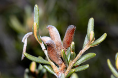 Orites revolutus