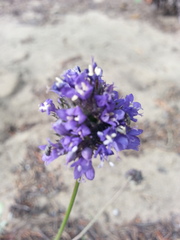 Gilia capitata chamissonis