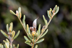 Orites revolutus