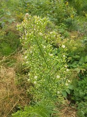 Erigeron canadensis