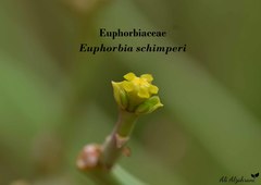 Euphorbia schimperi
