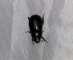 Dyscinetus morator