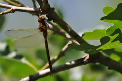 Aeshna umbrosa umbrosa