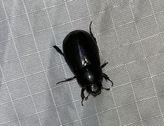 Dyscinetus morator